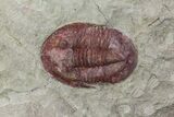 Red, Ordovician Trilobite (Asaphellus) - Morocco #81290-1
